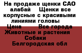 На продаже щенки САО (алабай ). Щенки все корпусные с красивыми линиями головы . › Цена ­ 30 - Все города Животные и растения » Собаки   . Белгородская обл.